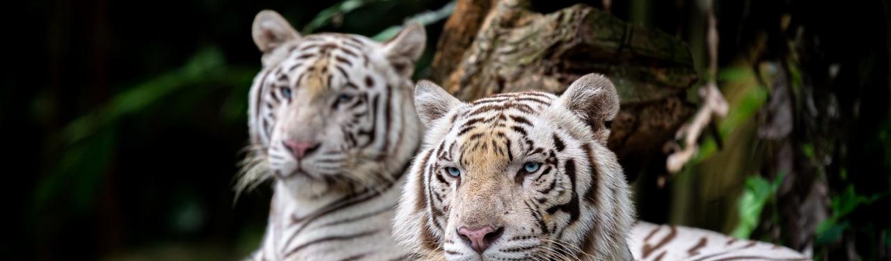 Le Parc zoologique du Cerza à Lisieux