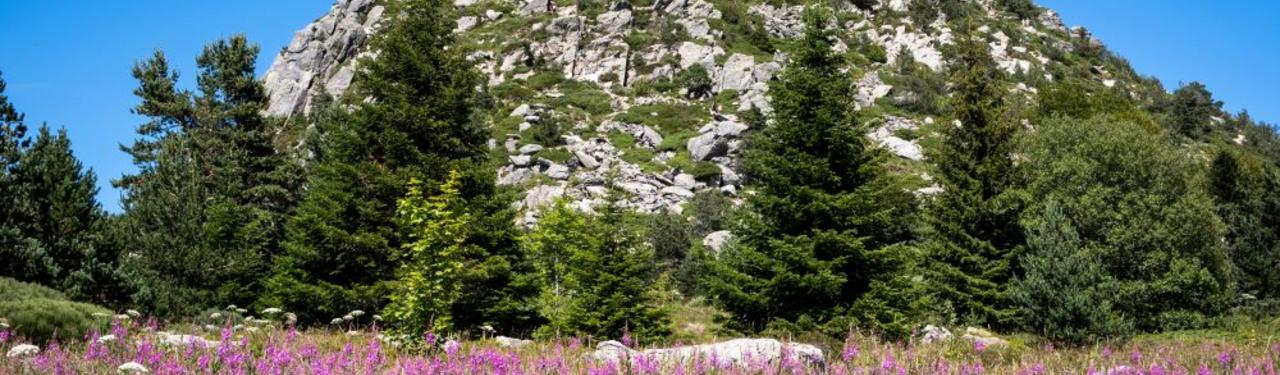 Mont Gerbier de Jonc