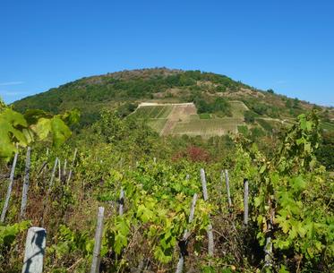 Vigne à Revonnas
