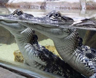 Séjour à Biotropica alligators © D. Dumas  CRT Normandie-© D. Dumas  CRT Normandie