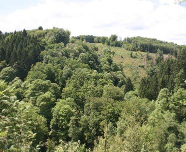 Séjour en forêt d'Ardenne