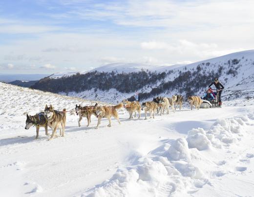 Chiens de traineau dans le Cantal