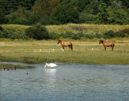 Parc du Marquenterre, baie de Somme, France