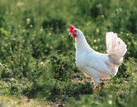 Poulet de Bresse