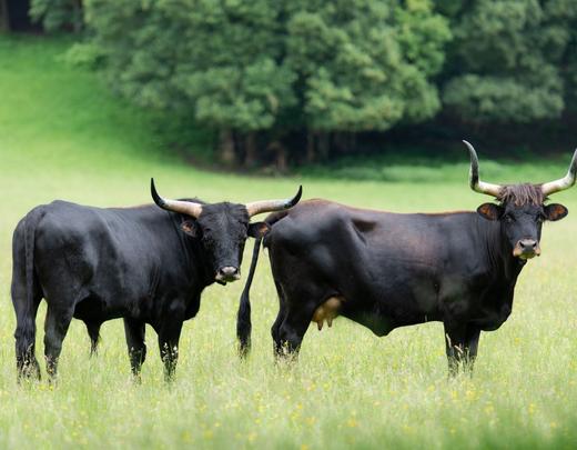 Aurochs Parc animalier du Hérisson