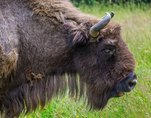Lozère margeride réserve bisons