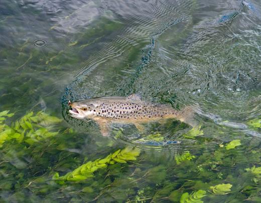 Truite fario, pêche en Lozère