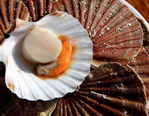 Coquille Saint-Jacques de Dieppe, Seine-Maritime
