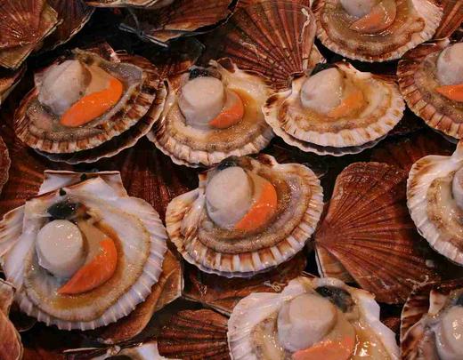 coquille Saint-Jacques de la baie de Saint-Brieuc