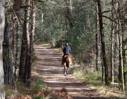 Forêt de Fontainebleau