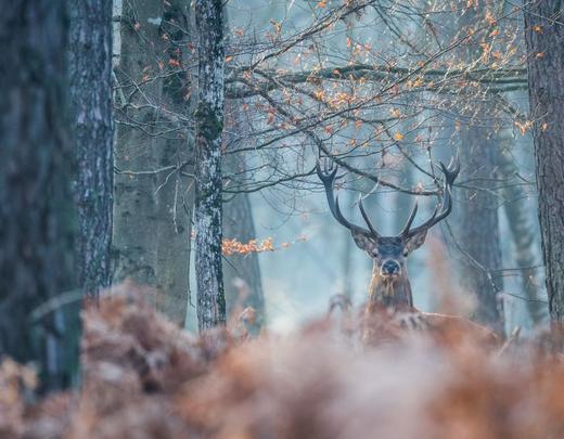 Forêt de Fontainebleau à l'automne