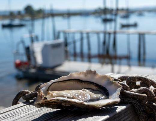 Les huitres d'Arcachon, Gironde