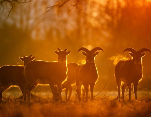 Safari-Parc de Haute-Saintonge Mouflons