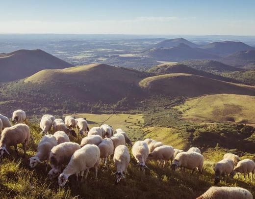 troupeau de moutons sur le Puy-de-Dôme en Auvergne Massif Central