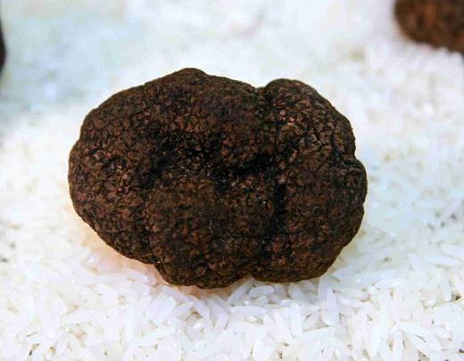 La truffe noire du Ventoux