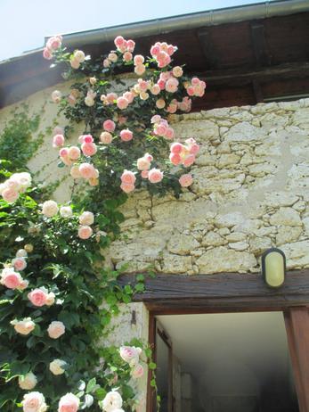 Quelques fleurs du gîte