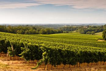 Explorez les vignobles d’Armagnac