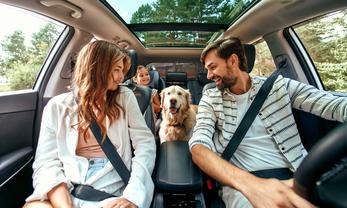 Locations de vacances acceptant les animaux