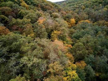Forêt de Tronçais, Allier
