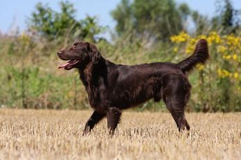 Locations avec animaux acceptés en Haute-Vienne