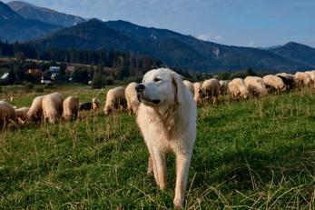 Locations avec animaux Acceptés Pyrénées Atlantiques