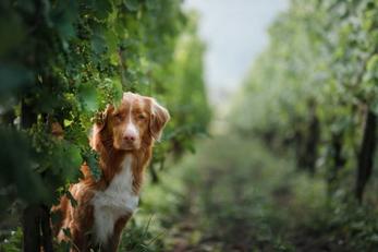 Locations avec animaux acceptés, Charente