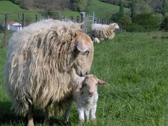 Vacances à la ferme dans les Pyrénées-Atlantiques