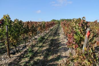 Oenotourisme Allier