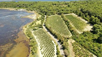 Locations de vacances accessibles Oenotourisme