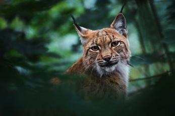 Le Zoodyssée en forêt de Chizé à Villiers-en-Bois, Deux-Sèvres
