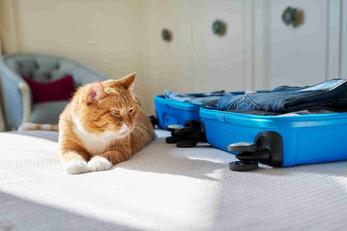 Locations de vacances acceptant les animaux