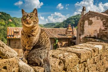 Séjour avec mon animal dans le Rhône