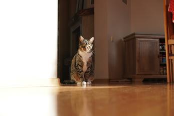 Vacances avec mon animal, Cantal