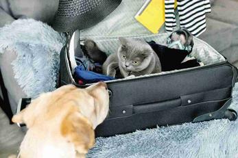 Locations de vacances acceptant les animaux, Vaucluse