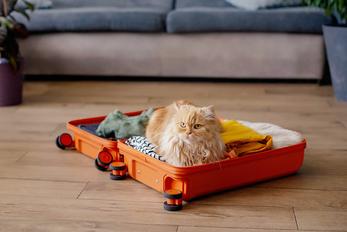 Locations de vacances acceptant les animaux dans l'Aveyron