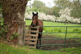 Séjour équitation dans l'Eure
