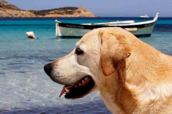 Pet-friendly rentals, Corsica