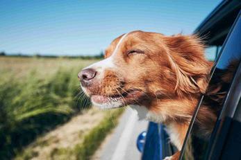 Vacances avec son animal dans les Alpes-de-Haute-Provence
