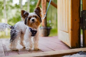 Partir en vacances avec son animal de compagnie dans le Gers