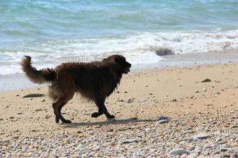 Séjour avec mon animal dans le Morbihan