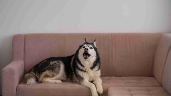 Locations de vacances acceptant les animaux