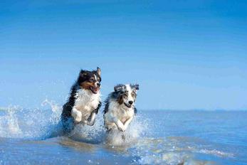 Locations de vacances acceptant les animaux de compagnie