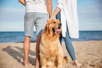 Locations de vacances acceptant les animaux dans l’Aude
