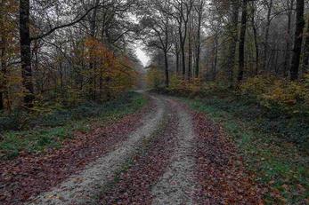  forêts d’Écouves, Orne