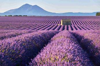 Lavande de Valensole, Alpes-de-Haute-Provence