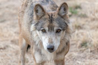 Les loups au parc de Sainte-Lucie en Lozère