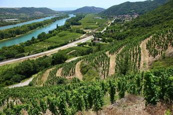 Vignoble du Beaujolais Rhône