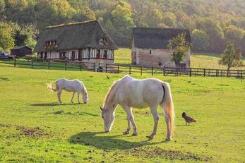 Séjours à la ferme dans l'Eure