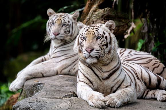 Le Parc zoologique du Cerza à Lisieux