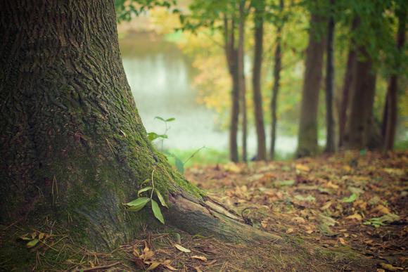 Forêt d'Orléans